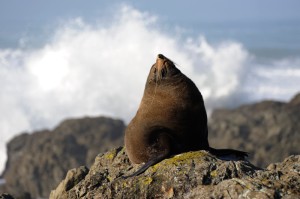 Seal on the rocks - Neuseeland